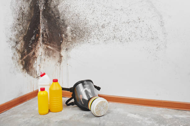 Best Kitchen Mold Remediation in Parsons, KS