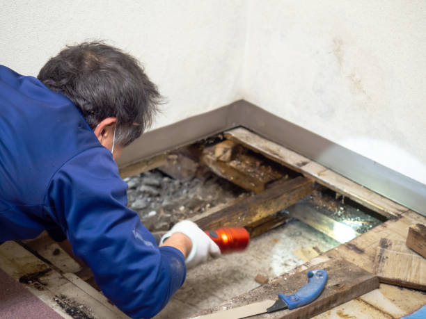 Best Preventive Mold Services in Parsons, KS