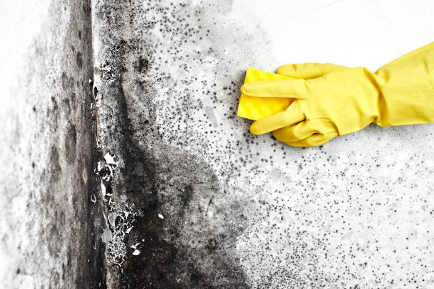 Best Residential Mold Remediation in Parsons, KS