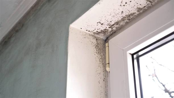 Best Health and Safety Mold Remediation in Parsons, KS