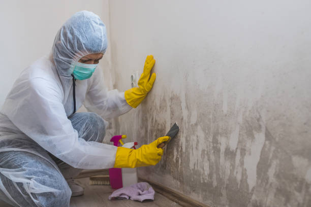 Best Industrial Mold Remediation in Parsons, KS