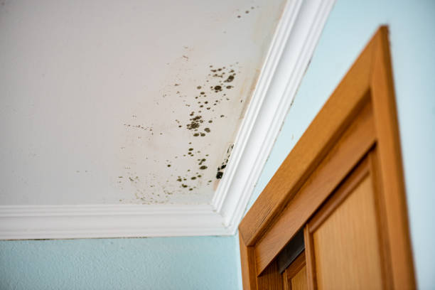 Best Insurance-Related Mold Remediation in Parsons, KS