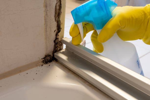Best Commercial Mold Remediation in Parsons, KS