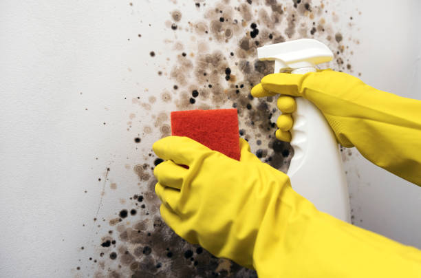 Best Black Mold Remediation in Parsons, KS